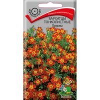 Бархатцы тонколистные Паприка