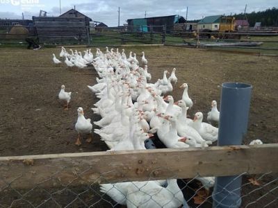 В Якутии готовят проект по созданию гусиных ферм