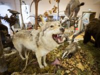 Старицкий краеведческий музей