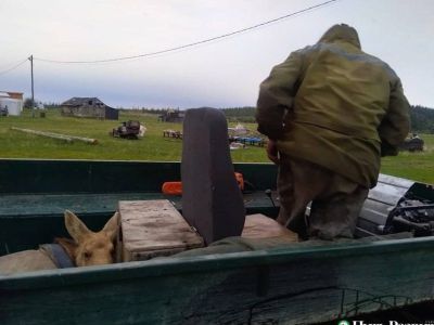 В Аллаиховском районе приютили осиротевшего лосенка. Но на следующий день он сбежал