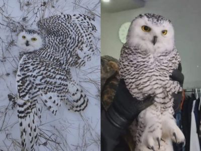 В Усть-Алданском районе спасли обессиленную полярную сову