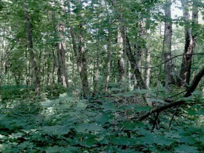 Павильон "Новоберезовая дача" (два дома, археологические фрагменты), конец XIX века