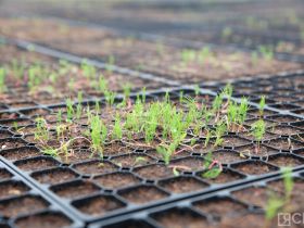 Крупнейший в Якутии лесопитомник открыли в селе Табага