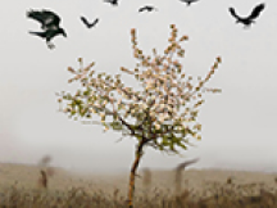 Царская Невеста. Н. Римский-Корсаков