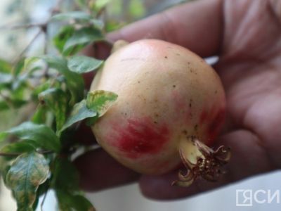 На Крестьянском рынке Якутска вырастили гранат