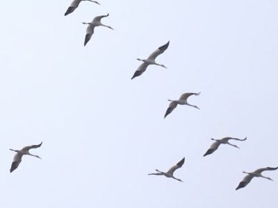 В Якутии откроют туристический маршрут для наблюдения за полетом стерхов
