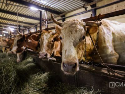 Якутяне могут получить до 30 млн рублей на развитие семейных ферм