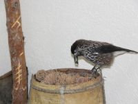 Саранпаульский краеведческий музей