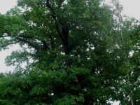 Краеведческий музей им. Н. Игнатьева