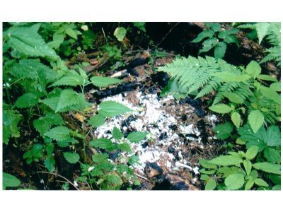 Священная роща