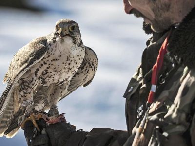 Первый в России соколиный питомник открыли на Камчатке