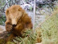 Дом природы г. Череповца