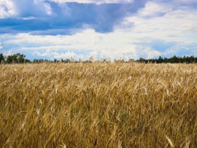 Как получить урожай на вечной мерзлоте. Зерновые хозяйства Якутии поделились секретами успеха