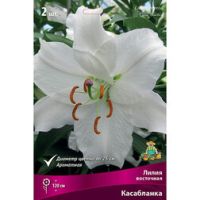 Лилия Восточная Касабланка (2 шт.)