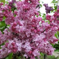 Сирень обыкновенная Олимпиада Колесникова