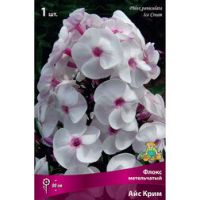 Флокс метельчатый Айс Крим
