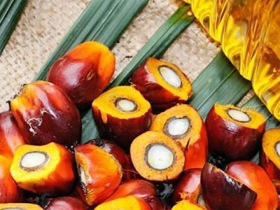 Какие страны поставляют пальмовое масло в Россию