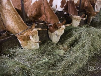 Объем продукции сельского хозяйства в Якутии составил 36 млрд рублей