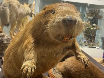 Билеты на Мы — то, что мы едим (Краеведческий музей им. Шатилова) / Экскурсия | Афиша | ИнфоТаймс