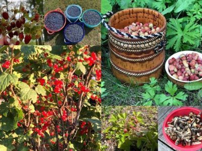 Собирают ведрами: якутяне делятся фото урожая земляники, красной смородины и голубики