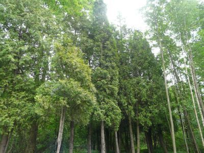 Оранжерейный сад