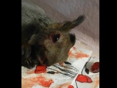 Дети искалечили белку в Якутске. Животное находится в тяжелом состоянии