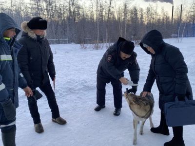 В Якутске ищут владельца алабая, напавшего на женщину в парке отдыха