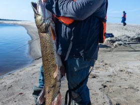 Трофейная рыбалка на реке Вилюй. Маршрут: п. Кысыл Сыр - устье р. Вилюй (до Лены)