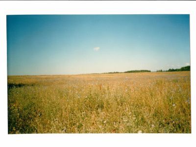 Священная роща