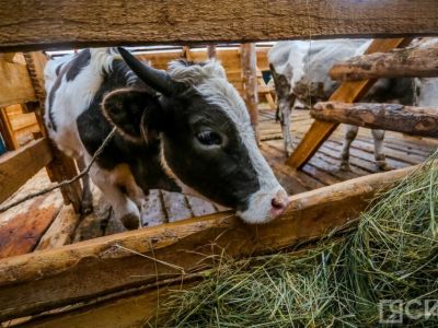 В Якутии с начала года насчитали более 169 000 голов КРС и 170 500 лошадей