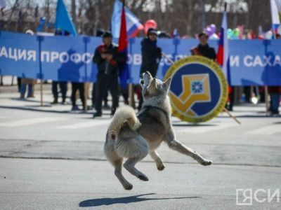 Кинологи предложили летние развлечения с собакой