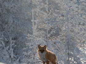 Автотур "Колыма". Маршрут: Якутск-Оймякон-Магадан (Зимний сезон)