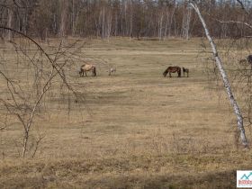 По Кангаласскому Мысу