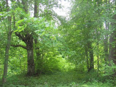 Парк регулярно-пейзажной планировки