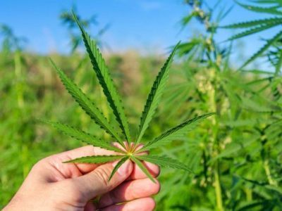 В Вилюйском улусе возбудили уголовное дело в отношении мужчины за производство и сбыт конопли