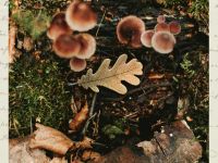 Деревянная брошка Дворникова А. "Дубовый листик"