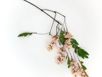 Ветвь Абриола/Abriola