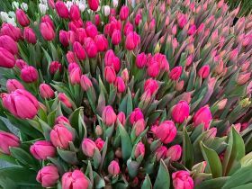 Пять тысяч тюльпанов среди зимы: семья из Горного района создала цветущий оазис