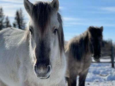 500 тысяч рублей ежегодно могут получать коневоды-табунщики из Якутии