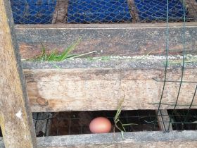 Жителям Томпонского района Якутии доставили кур-несушек