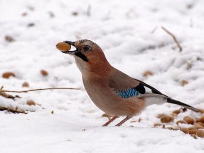 Сойкин день: 11 декабря можно узнать свое будущее