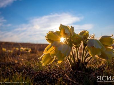 Фото. Якутяне делятся снимками первых весенних цветов