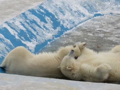 «Медведи получают корма высокого качества». Зоопарк «Орто Дойду» о ситуации с проверкой прокуратуры