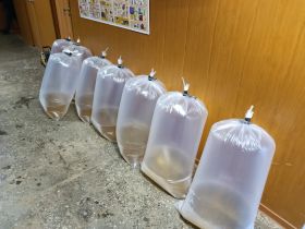 Экологи АЛРОСА открыли сезон зарыбления рек и выпустили в реку Вилюй молодь чира