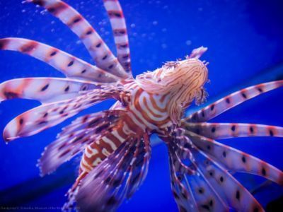 Главный корпус Музея Мирового океана (аквариумы)