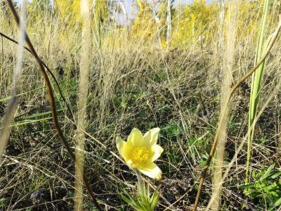 ФОТОФАКТ. В окрестностях Якутска вновь зацвели подснежники