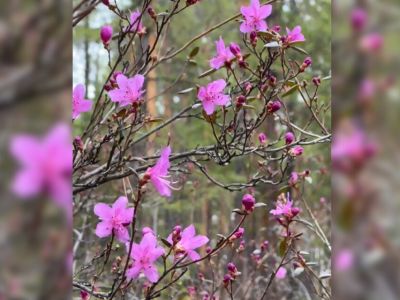 Якутская сакура расцвела в Амгинском районе