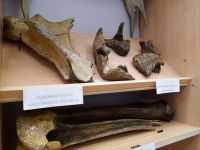 Историко-краеведческий мемориальный музей г. Сосногорска