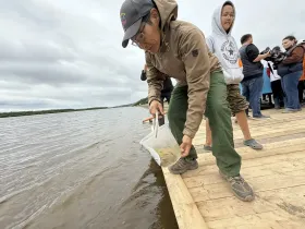 В реку Лену выпустили около 275 тысяч особей молоди сибирского осетра