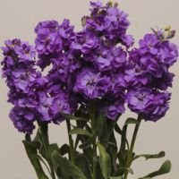 Маттиола Кац Блю (1уп-250шт) профессиональные семена